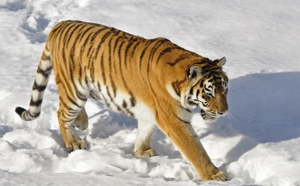 Tigre siberiana — Foto Stock