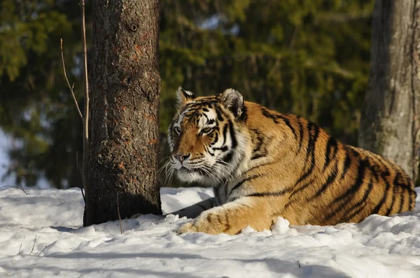 Sibirischer Tiger — Stockfoto