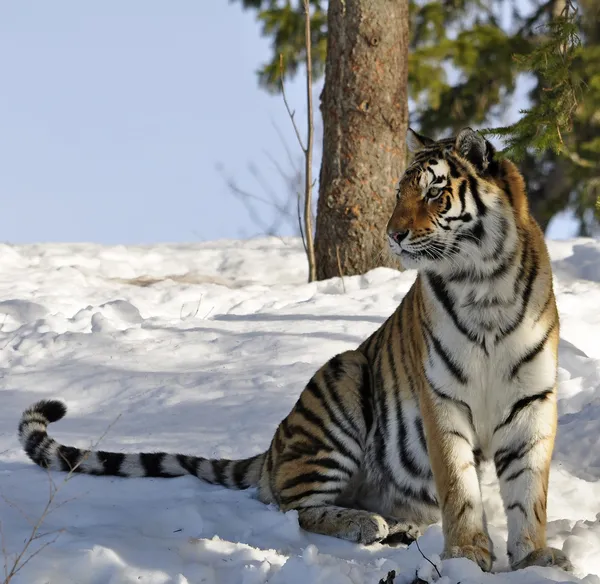 Tigre siberiana — Foto Stock