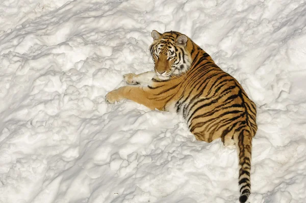 Macan Siberia — Stok Foto