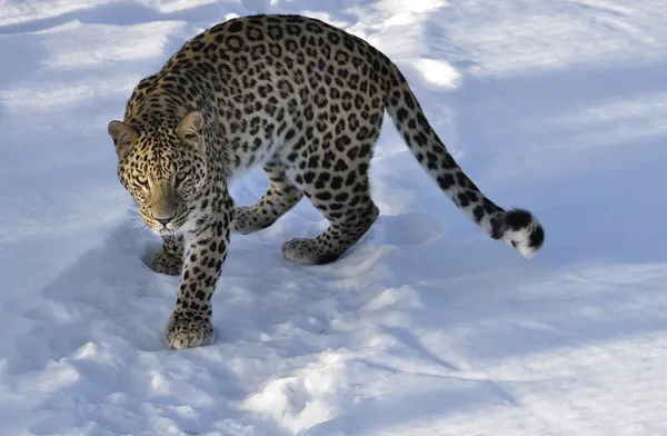Персидский леопард — стоковое фото