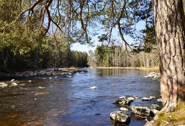 Fiume svedese — Foto Stock