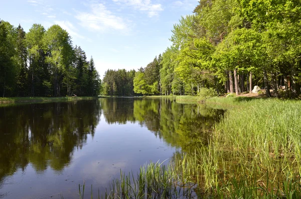 Swedish river — Stock Photo, Image