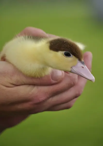 Pollo — Foto Stock