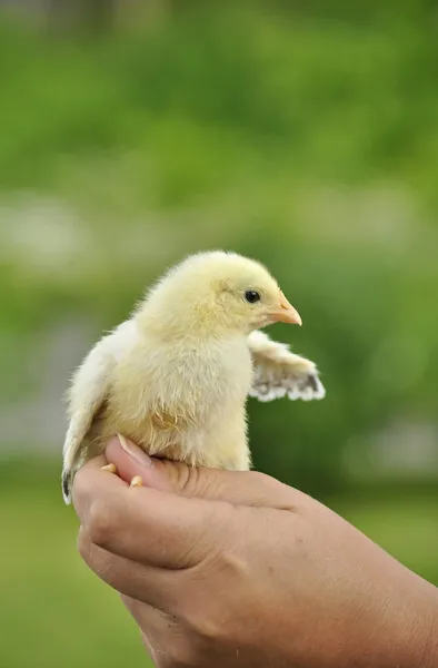 Pollo — Foto Stock