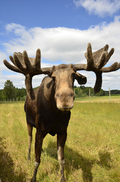 Moose