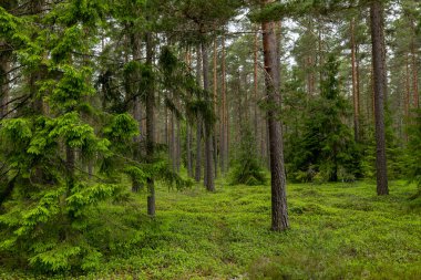Çam ağacı ormanı. Orman terapisi ve stres atma. İskandinav yaz doğası.