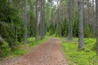 Çam ağacı ormanı. Orman terapisi ve stres atma. İskandinav yaz doğası.