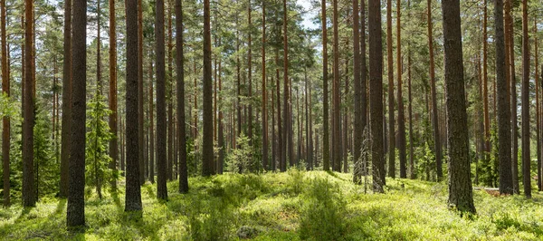 Bosque Pinos Terapia Forestal Alivio Del Estrés Naturaleza Escandinava Verano — Foto de Stock