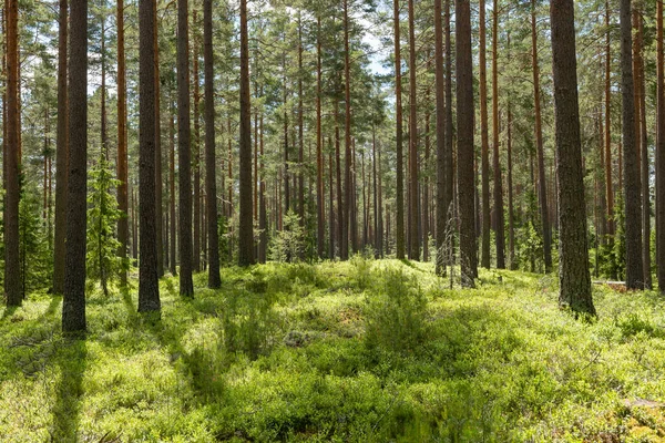 Sosnowy Las Terapia Leśna Stres Skandynawska Natura Latem — Zdjęcie stockowe