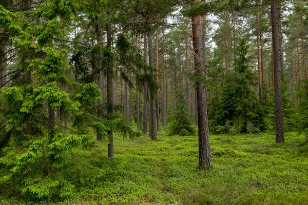Bosque Pinos Terapia Forestal Alivio Del Estrés Naturaleza Escandinava Verano —  Fotos de Stock