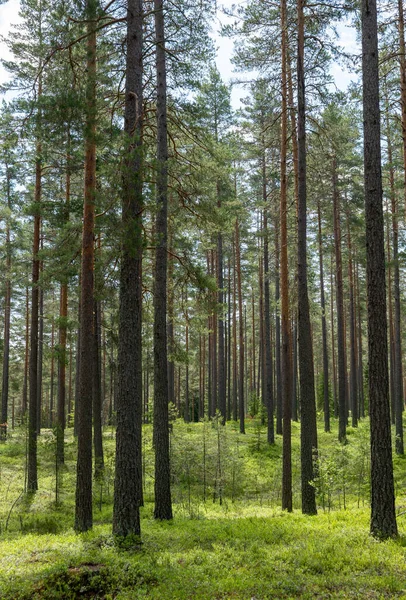 Foresta Pini Terapia Forestale Antistress Natura Estiva Scandinava — Foto Stock
