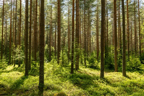 Dennenbos Bostherapie Stressverlichting Scandinavische Zomernatuur — Stockfoto