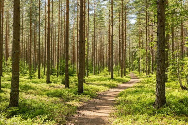 Dennenbos Bostherapie Stressverlichting Scandinavische Zomernatuur — Stockfoto