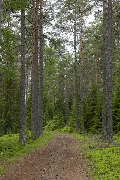 Foresta Pini Terapia Forestale Antistress Natura Estiva Scandinava — Foto Stock