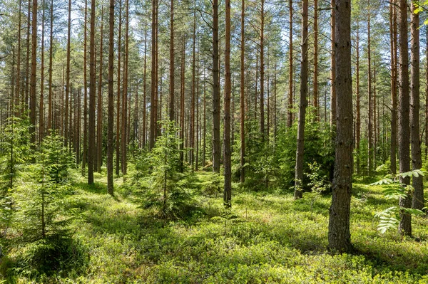 Bosque Pinos Terapia Forestal Alivio Del Estrés Naturaleza Escandinava Verano — Foto de Stock