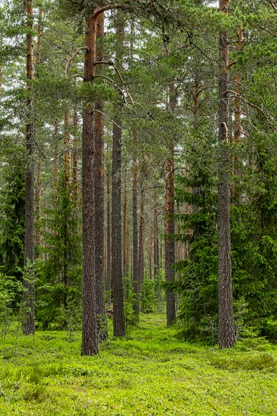 Bosque Pinos Terapia Forestal Alivio Del Estrés Naturaleza Escandinava Verano — Foto de Stock