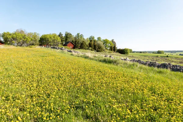 Typiskt Röd Stuga Vackert Gårdslandskap Våren — Stockfoto
