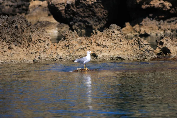 Gaivota nas rochas — Fotografia de Stock