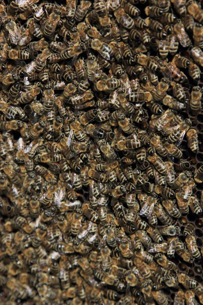 Μέλισσες μέσα στην κυψέλη — Φωτογραφία Αρχείου