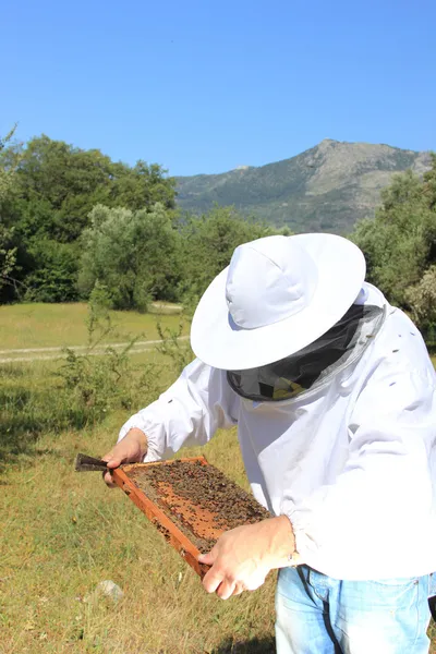 Imker mit Bienenvolk — Stockfoto