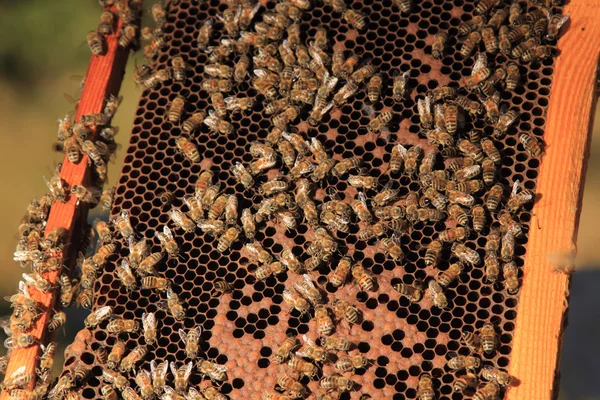 在蜂巢内的蜜蜂 — 图库照片