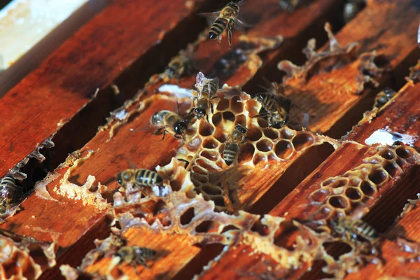꿀벌 통 안에 — 스톡 사진
