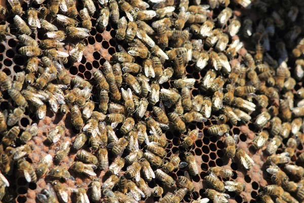 Abeilles à l'intérieur de la ruche — Photo