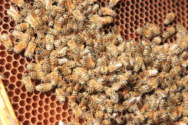 Bijen in de korf — Stockfoto