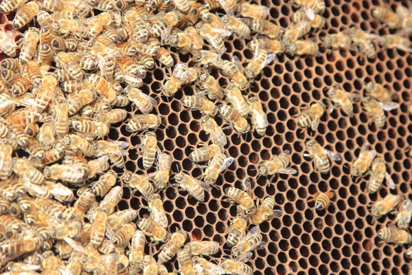 Abeilles à l'intérieur de la ruche — Photo