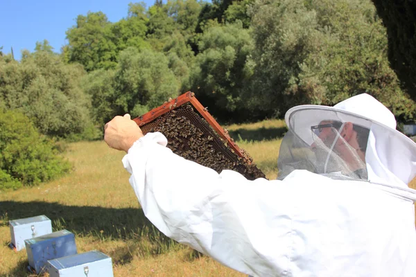 Apicultor con colonia de abejas — Foto de Stock