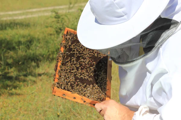 Apicultor con colonia de abejas — Foto de Stock