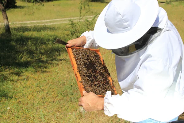 Imker mit Bienenvolk — Stockfoto