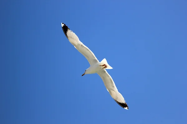 Une mouette qui vole dans le ciel bleu — Photo