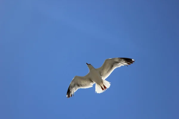 Ένας γλάρος, που πετάει στον γαλάζιο ουρανό — Φωτογραφία Αρχείου