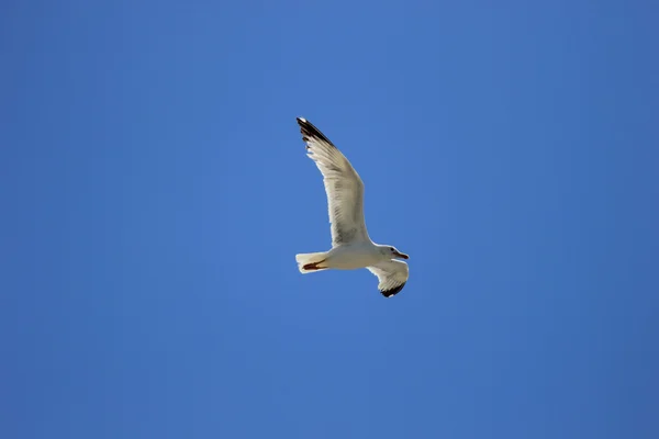 Ένας γλάρος, που πετάει στον γαλάζιο ουρανό — Φωτογραφία Αρχείου