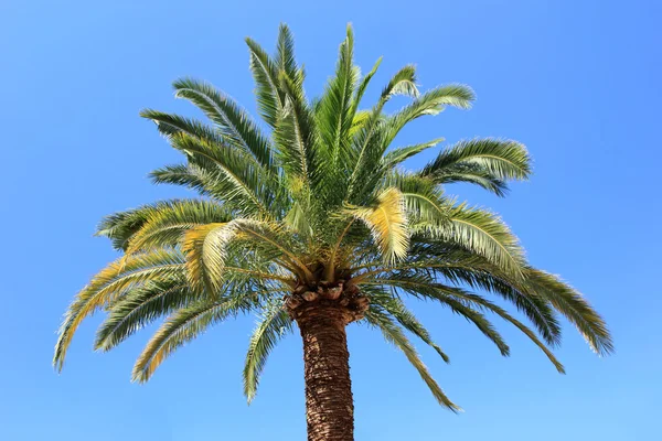 Palm tree with blue sky — Stock Photo, Image