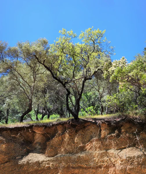 Kökleri ile zeytin ağaçları — Stok fotoğraf