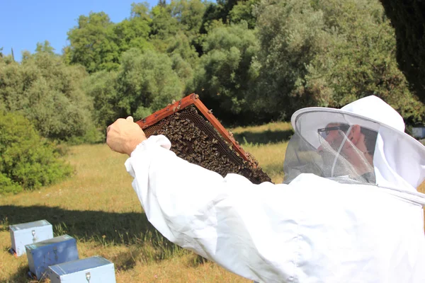 Arı kolonisi ile arı bakıcısı — Stok fotoğraf