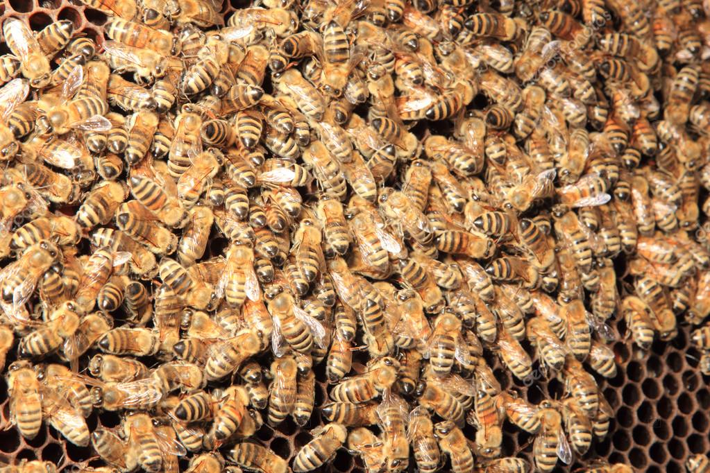 Bees inside the hive — Stock Photo © netfalls 12316348