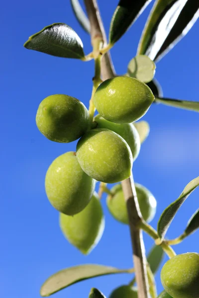 Green olives on branch with leaves — Stock Photo, Image