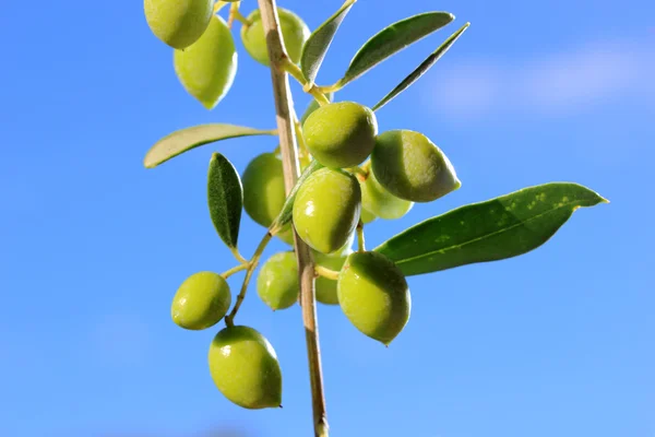 Green olives on branch with leaves — Stock Photo, Image