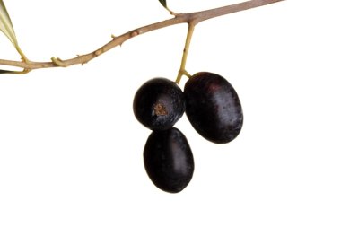 yeşil zeytin dalı yaprakları ile