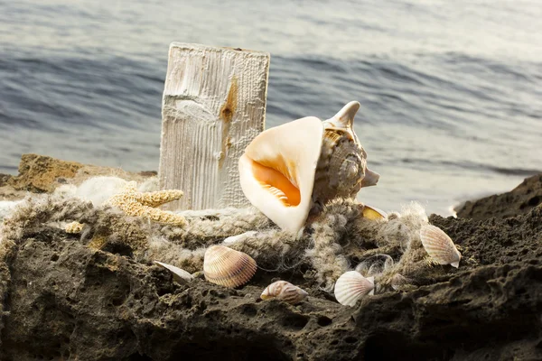 Kagylók a parton — Stock Fotó