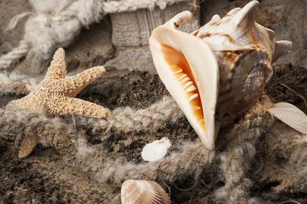 Shells on the beach — Stock Photo, Image