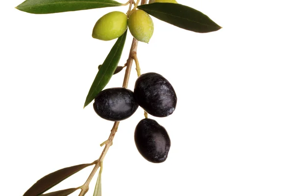 Чорно-зелені оливки на гілці з листям — стокове фото