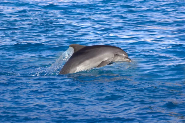 Delphin im Meer — Stockfoto