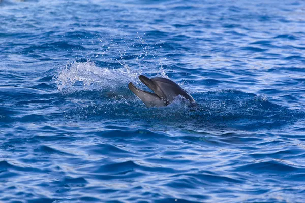 Delfin w morzu — Zdjęcie stockowe