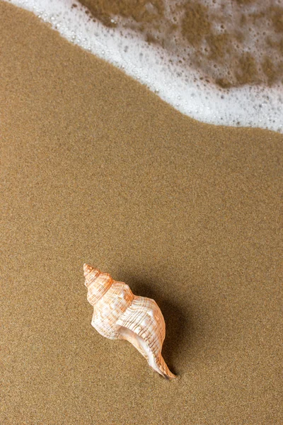 Concha marina en la playa — Foto de Stock