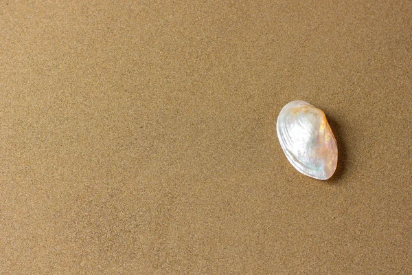 Seashell on the beach — Stock Photo, Image